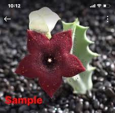 Image result for Orbea melanantha