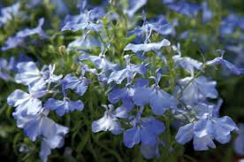 Image result for Lobelia erinus