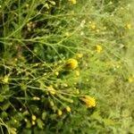 Image result for Schkuhria pinnata