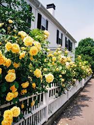 Around The Area At Hgtv Dream Home 2015 Plants Yellow Roses Yellow Flowers