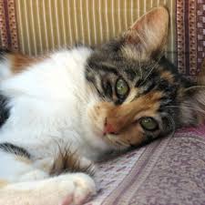 There are no definitive symptoms that you can recognize at home, and one of the. Collapse Cat Bishops Stortford Vets