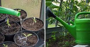 In arid climates, you should give it 2 inches. How Often Should Tomatoes Be Watered Gardening Channel