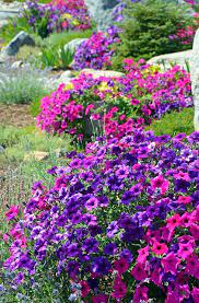 Colorful Petunia Garden Purple Flowers Garden Petunias Petunia Flower