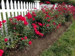 Check spelling or type a new query. Red Rose Bushes Beside A White Picket Fence Stock Photo Picture And Royalty Free Image Image 107136423