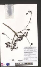 Image result for Pseudospondias microcarpa