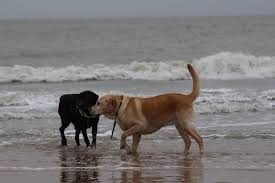 Met de hond aan zee te wandelen. Vanaf 15 Maart Geen Honden Meer Toegelaten Op Strand Op Een Zone Na Knokke Heist Hln Be