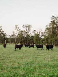 Our high marbling stud sire, ardrossan holbrook n329, heads out with cows this week. Clayhill Stud