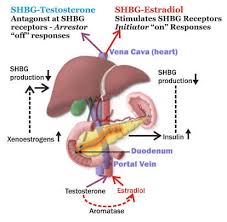 Trt and hormone optimization at work for you! How To Increase Shbg Levels In Males With Ayurveda