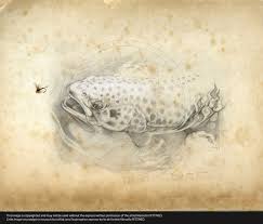 N 46 Truite Des Gaves Croquis De Poisson Dessin Poisson Art De Poissons