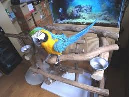 P330 千葉県 るりくん コンゴウインコ 大きなプレイジム ハッピーケースブログ版 インコ オウムなどの鳥かごカバー アクリルケース販売