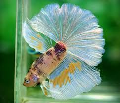 Pin De Deni Rosenberry En Animals Pez Betta Pez Beta Betta