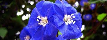 Maybe you would like to learn more about one of these? Skyblue Clustervine The Little Blue Flower Creeper To Brighten Your Day