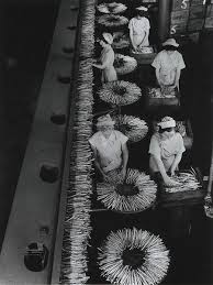Asparagus Line Harvest Foods Cheltenham Victoria By Wolfgang Sievers Australia 1957 Australian Art Australian Photography Creepy Pictures