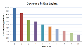 10 Breeds Of Chicken That Will Lay Lots Of Eggs For You