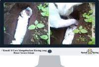 Kalau anak kucing minum susu itu, anak kucing pasti akan kedinginan dan mati. Roh Kucing Setelah Mati Menurut Islam