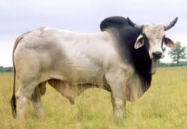 These are the sacred cattle of india, and many of the hindu faith will not eat meat from them, will not permit them. What Is A Brahman Cattle Cattle Cattle Ranching Breeds Of Cows