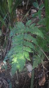 Image result for Triplophyllum