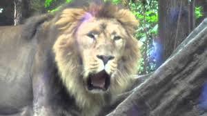 インドライオン「モハン」（2017年7月27日撮影） モハンは2002年5月3日に上野動物園で生まれました。 今年（2019年）7月に体調を崩した後は公開を中止し、非公開の室内で過ごしていました（ お知らせ ）。 ä¸Šé‡Žå‹•ç‰©åœ' ãƒ©ã‚¤ã‚ªãƒ³ Youtube