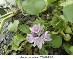 Image result for Pontederia crassipes