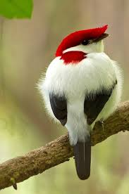 Black Bird With White Head And Red Beak Unusual Red Black And White Bird Colorful Birds Beautiful Birds Pretty Birds