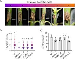 Image result for pseudomonas savastanoi pv nerii oleander symptoms