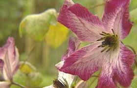 We did not find results for: Bbc Gardening Gardening Guides Techniques Creative Ways With Clematis