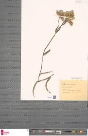 Image result for Aeschynomene pawekiae