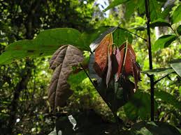 Image result for Agelaea pentagyna