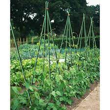 Ecostake Ecofriendly Plant Stakes Garden Stakes Tomato Stakes 3 Feet 20 Pack 1 5 Inch Dia Green Walmart Com Bean Garden Growing Beans Growing Green Beans