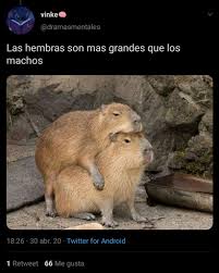 Étant donnée l'immensité territoriale du pays et les variétés climatiques dues à des facteurs divers comme l'extension longitudinale de l'argentine du nord au sud, les grandes différences d'altitude, le niveau des précipitations et de l'évaporation, les types de sols etc. Los Carpinchos Cautivan Las Redes Sociales El Simpatico Roedor Cobro Protagonismo Y Es Tendencia Entre Los Usuarios De Twitter Misionesonline