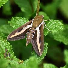 Image result for Hylebates