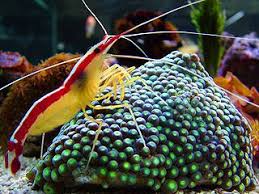 Fact About The Cleaner Shrimp An Outstanding Choice For The Home Saltwater Aquarium The Most Commonly Of Beautiful Sea Creatures Saltwater Tank Salt Water Fish