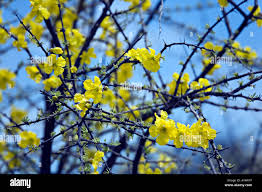 Image result for Rhigozum brevispinosum