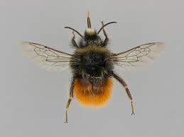 Image result for Bombus monticola