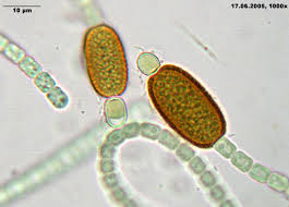 Image result for Cylindropsis