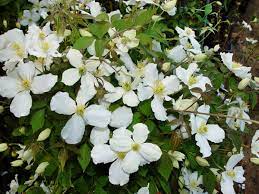 Across (8 cm), from late a super climbing duo with clematis montana grandiflora. Clematis Grandiflora Clematis Montana Grandiflora Baumschule Horstmann