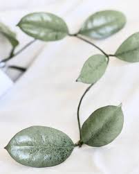 Image result for Hyparrhenia griffithii