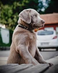 Maybe you would like to learn more about one of these? The Truth You Need To Know About Silver Labs K9 Web