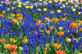 Your orange yellow flowers stock images are ready. Background Of Blue Orange And Yellow Flowers Image Free Stock Photo Public Domain Photo Cc0 Images