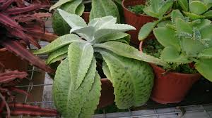 Image result for Kalanchoe gastonis-bonnieri