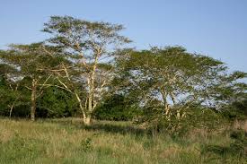 Image result for Acacia borleae