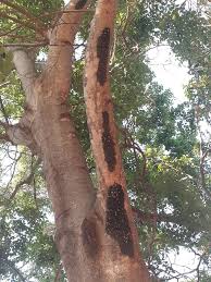 Image result for Cladostemon kirkii