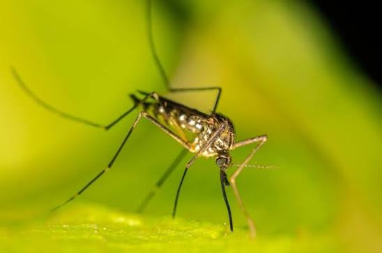 The Complete Guide To Preventing Mosquito Bites When Travelling (+  Must-Read FAQ section) - Twobirdsbreakingfree