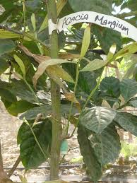 Image result for Acacia mangium