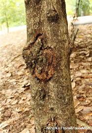 Image result for Sterculia mhosya