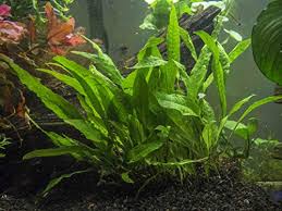Benefits of live plants in an aquarium: 11 Best Easiest Freshwater Aquarium Plants For Beginners 2021