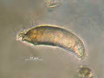 Image result for Colomerus vitis