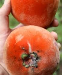 Feb 27, 2010 · pohon dan buah rukam di beberapa daerah di indonesia disebut juga sebagai rukem, ganda rukem, gerendang (jawa), klang tatah kutang (kalimantan). Jual Tanaman Rukem Indian Plum Bibitbunga Com