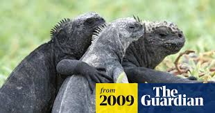 The reason why the galapagos islands animals are so friendly is the fact that there has never been a predator on the islands threatening them, so they know they are not in danger and don't need to stay. Unique Species Of Galapagos Islands Threatened By Mosquitoes Wildlife The Guardian