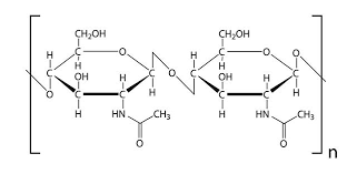 Chitin: Structure, Function, and Uses - Biology Wise